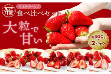 はたやのいちご　食べ比べセット[12月下旬より順次発送]《 いちご 苺 高級 フルーツ イチゴ フルーツ工房はたや 章姫 あまえくぼ あまクイーン 紅クイーン ロイヤルクイーン 》【2401C09701】
