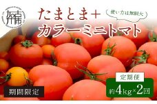 【限定出荷】"たまとま"＋カラーミニトマト(約4kg)[定期便2回]]《 野菜 トマト ミニトマト カラートマト 定期 定期便 2回 送料無料 おすすめ 美味しい セット とまと ふるさと納税 》【2403C12103】