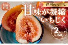 期間限定【農園のめぐみ】甘味が凝縮いちじく750g×2《 数量限定 限定 果物 くだもの フルーツ いちじく 無花果 》【2401C08210】