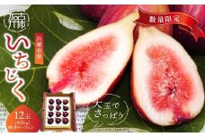 兵庫県産 いちじく(桝井ドーフィン)《 数量限定 限定 果物 くだもの フルーツ いちじく 無花果 》【2501C14401】