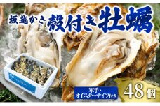 牡蠣 坂越かき 殻付き牡蠣48個 軍手・オイスターナイフ付き[ 生牡蠣 かき カキ 殻付 生食 冬牡蠣 ] 魚貝類 
