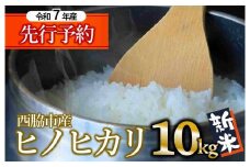 【新米先行予約】令和７年産【ヒノヒカリ】10kg 白米  (33-32) 米 お米 10kg 米10kg 兵庫県産 ひのひかり ヒノヒカリ 西脇市産 令和7年産 R7年産 2025年産 精米