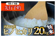 【新米先行予約】ヒノヒカリ 20kg 白米 令和７年産 (66-24) 米 お米 こめ コメ ヒノヒカリ ひのひかり 人気 白米 兵庫県産 20kg 精米
