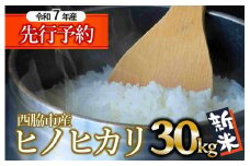 【新米先行予約】ヒノヒカリ 30kg 白米 令和７年産 (99-13) 米 お米 こめ コメ ヒノヒカリ ひのひかり 人気 白米 兵庫県産 30kg 精米