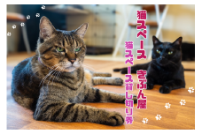 猫スペース1日貸し切り券