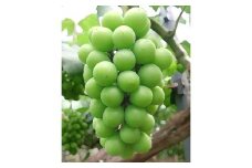 【2025年産】兵庫県認証食品！シャインマスカット2kg