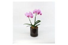 三木市で育てた大和ハウスのミニ胡蝶蘭 COCOLAN ベーシック（2本立ち） 【お花の色お任せ】