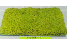 B-168 スナゴケ生苔6シート1セット