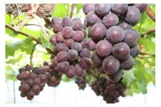 【2025年先行受付】三木里脇観光ぶどう園産ピオーネ2kg