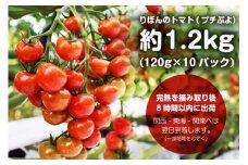 M-68 艶々でピッカピカ！りぼんのトマト（プチぷよ）約1.2キロ【北海道・沖縄・離島　配送不可】