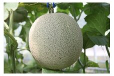 マスクメロン 2個セット