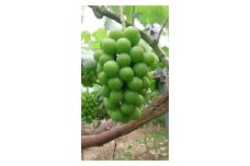 【2025年産】減農薬・減化学肥料実践！めちゃ甘！！訳ありシャインマスカット 2kg