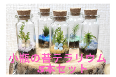 小びんの苔テラリウム　５本セット　　お手入れ　　置き場所　　