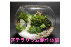 苔テラリウム制作体験（体験チケット）　　ワークショップ  　　 初心者 　 　作り方　　体験　　土