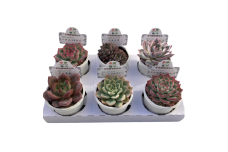生産者直送！　多肉植物セット　2号6㎝ポット　6個　インテリア 高砂市