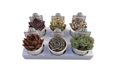 生産者直送！　プレミアムアソート　多肉植物セット　2号6㎝ポット　6個　 インテリア 高砂市