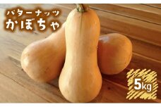 訳あり バターナッツかぼちゃ 5kgセット[ 不揃い かぼちゃ 野菜 ]