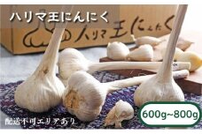 にんにく ハリマ王 600～800g 2025年度産 兵庫県産 野菜 ニンニク 個性派 独自栽培 国産 スタミナ おつまみ