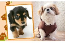 「ペット写真」かわいい”家族”をプロのスタジオで！