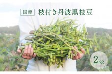 【2024年10月発送】 朝採り ･ 栽培期間中農薬化学肥料不使用｜枝付き 丹波黒枝豆 茹で方レシピ付