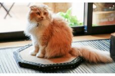 ひょうごの匠がつくる畳インテリア 八角形畳　若草色