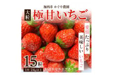 【令和7年産】 かぐや農園の極甘 いちご 大粒 15粒 果物 フルーツ 果実 高設栽培方式 紅ほっぺ かおり野 ロマンベリー お楽しみ