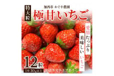 【令和7年産】 かぐや農園の極甘 いちご 特大粒 12粒 果物 フルーツ 果実 高設栽培方式 紅ほっぺ かおり野 ロマンベリー お楽しみ