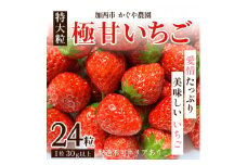 【令和7年産】 かぐや農園の極甘 いちご 特大粒 24粒 果物 フルーツ 果実 高設栽培方式 紅ほっぺ かおり野 ロマンベリー お楽しみ