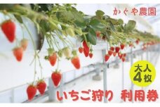 かぐや農園 いちご狩り 利用券 大人4枚《2024年12月10日～2025年5月31日ご利用可能》