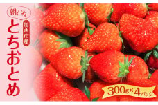 朝どれ いちご 300g 4パック L～3Lサイズ 加西いちご とちおとめ イチゴ 苺 フルーツ 果物 くだもの 季節のフルーツ 旬のフルーツ お届け：2025年1月上旬～2025年2月末