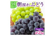 【令和7年産】ぶどう 2種類 セット 品種おまかせ 2kg 3～4房入 食べ比べ 旬 朝採れ 種無し 兵庫県産 農家直送 果物 果物類 フルーツ デザート ギフト 詰め合わせ 化粧箱入り 甘い