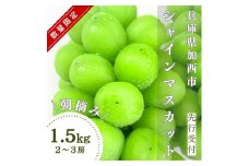 《先行予約 / 令和6年産》【数量限定】シャインマスカット 計 1.5kg 2～3房 ぶどう 葡萄 2024年産