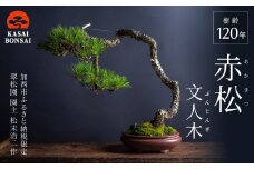 盆栽 翠松園 赤松 文人木 樹齢120年