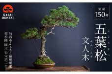 盆栽 翠松園 五葉松 文人木 樹齢150年