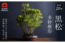盆栽 翠松園 黒松 多幹樹形 樹齢20年