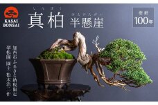 盆栽 翠松園 真柏 半懸崖 樹齢100年