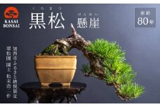 盆栽 翠松園 黒松 懸崖 樹齢80年