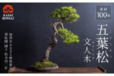 盆栽 翠松園 五葉松 文人木 樹齢100年