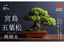 盆栽 翠松園 宮島五葉松 模様木 樹齢80年