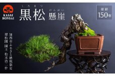 盆栽 翠松園 黒松 懸崖 樹齢150年