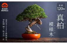 盆栽 翠松園 真柏 模様木 樹齢120年