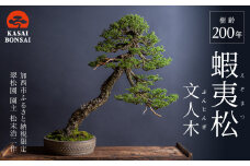 盆栽 翠松園 蝦夷松 文人木 樹齢200年