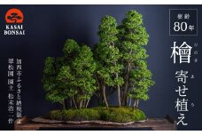 盆栽 翠松園 檜 寄せ植え 樹齢80年
