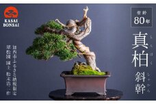 盆栽 翠松園 真柏 斜幹 樹齢80年