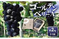 ゴールデンベリーA 約2kg 3～5房 【2025年産 予約受付】 ぶどう ブドウ 葡萄 お取り寄せ フルーツ 果物 種なし 甘い おすすめ 美味しい 選果場直送 送料無料 ギフト 贈答 兵庫県