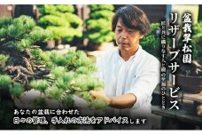 盆栽 翠松園 リザーブサービス 【あなたの盆栽に合わせた日々の管理をアドバイス】