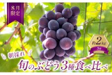 ぶどう 【8月限定】 旬のぶどう 食べ比べ 約2kg 3種セット 果物 旬 詰合せ フルーツ 朝採れ 有機肥料