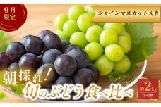 ぶどう【9月限定】採れたて！旬のぶどうの食べ比べ 約2kg セット シャインマスカット入り