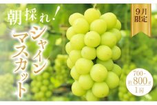 【9月限定】採れたて！シャインマスカット1房 旬のぶどう