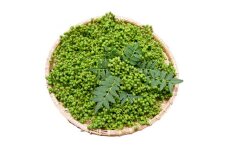 朝倉山椒の実山椒(500g)【1147867】